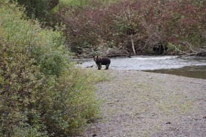 Grizzly Richtung Stewart CA                            